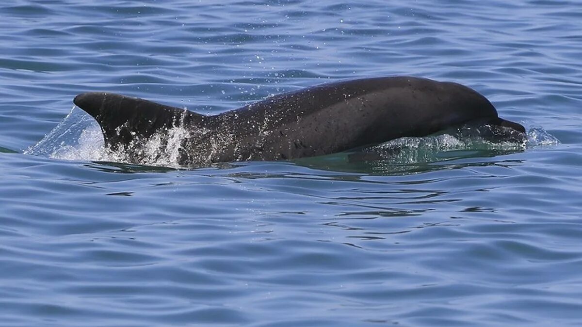 Дельфины азовского моря азовка. Пресноводные дельфины азовское море. Азовский дельфин азовка. Дельфин азовка. Морская свинья азовка.