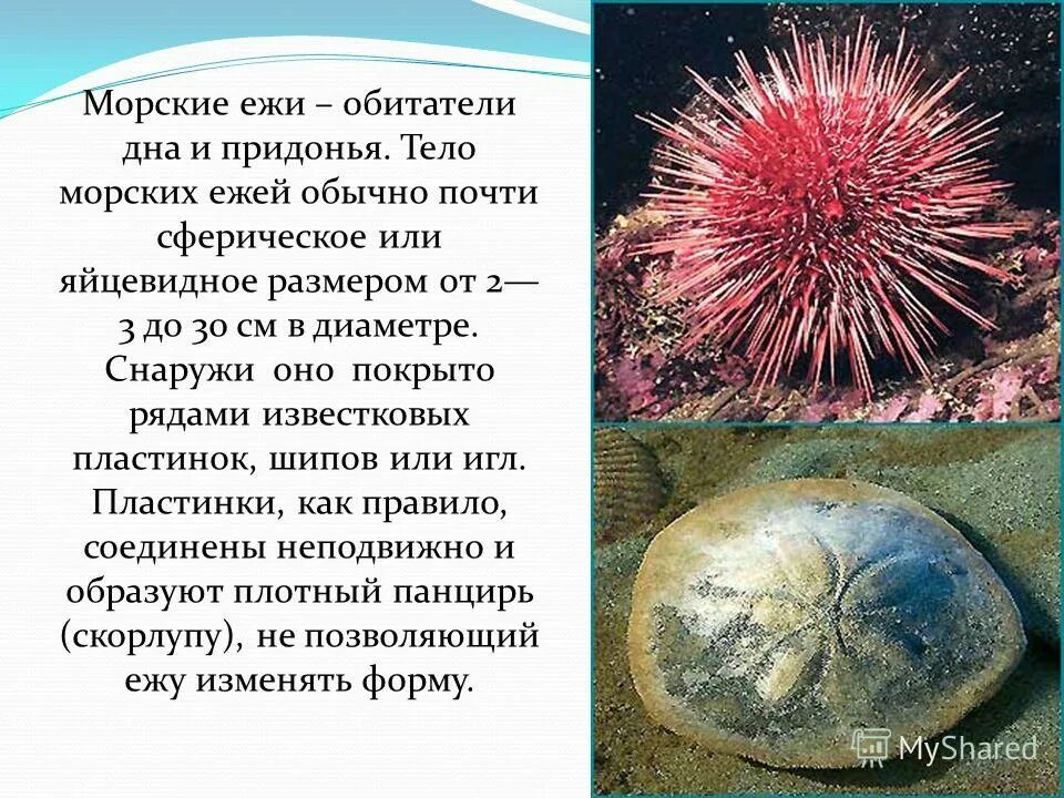 Морской еж состав. Морской еж состав