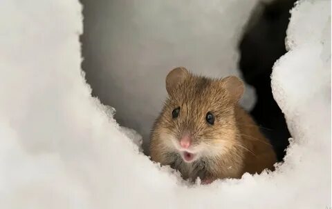 Под мышонок