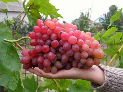Кишмиш велес виноград описание сорта фото отзывы