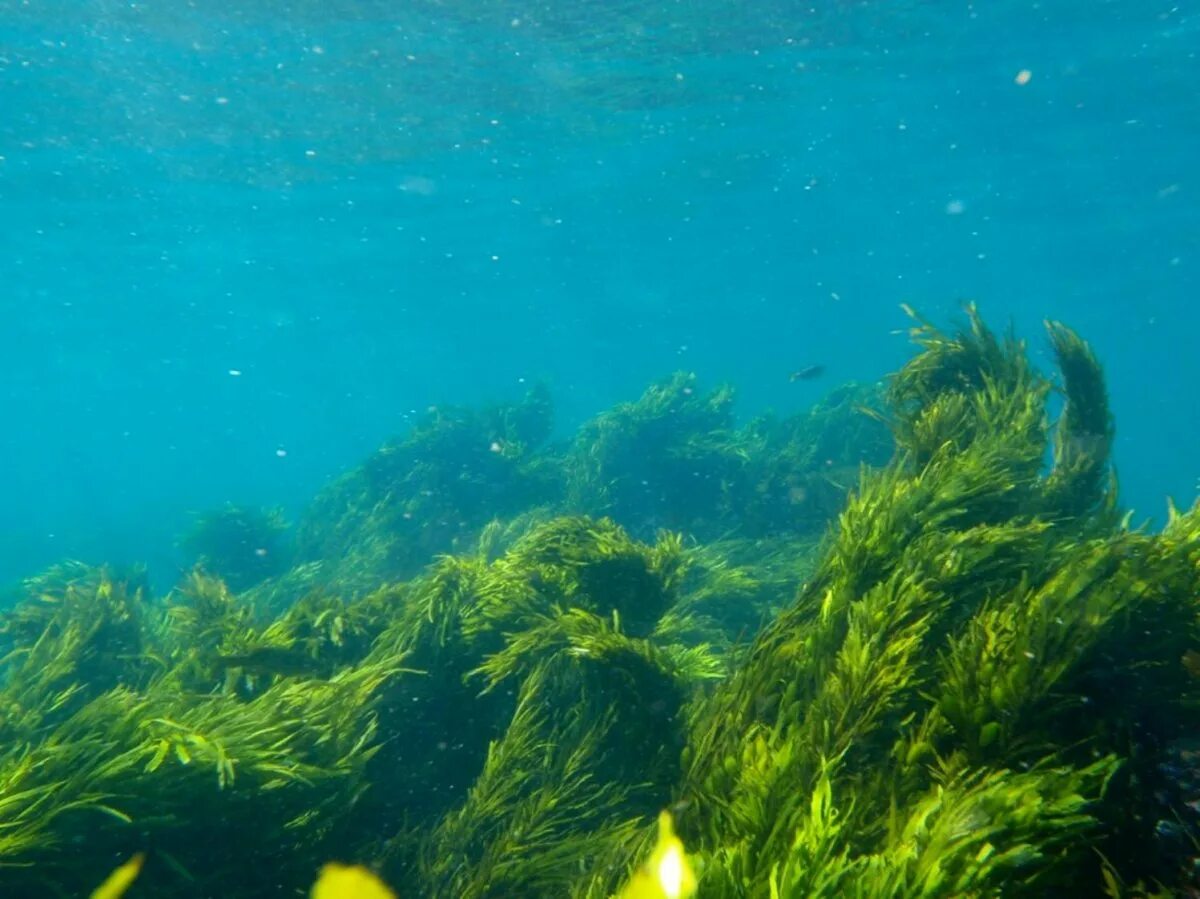 Водоросли. Подводные растения. Морские водоросли. Морское дно с водорослями.