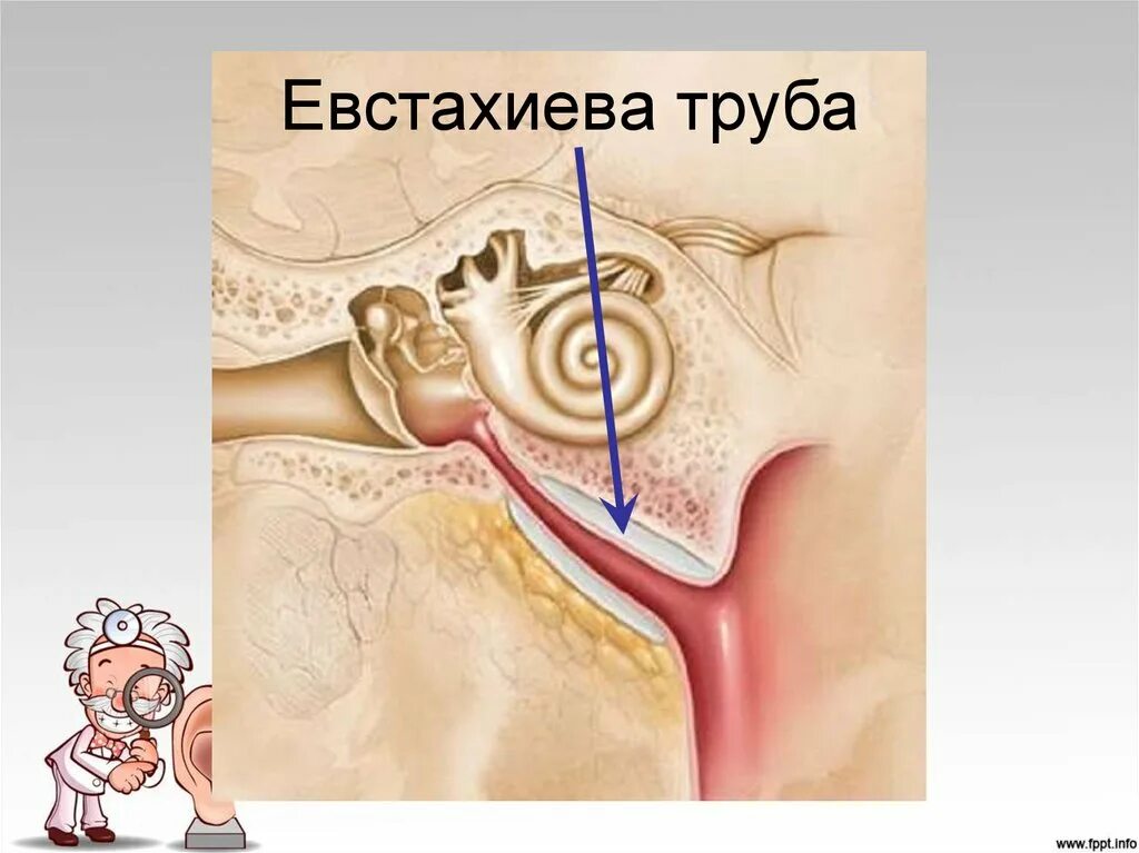 toy liter Bald glue ear syndrome appear George Hanbury switch