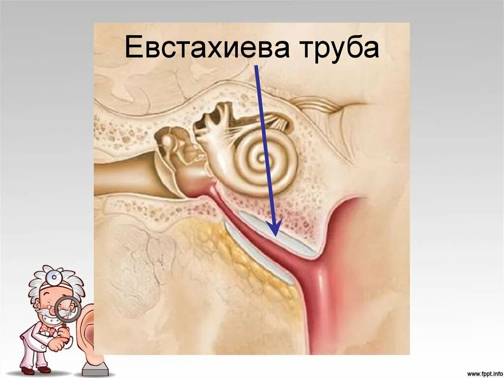 ЛОР органы анатомия евстахиева труба. Евстахиева (слуховая) труба анатомия. Евстахиева труба анатомия. Анатомия уха евстахиева труба. Слуховые трубочки