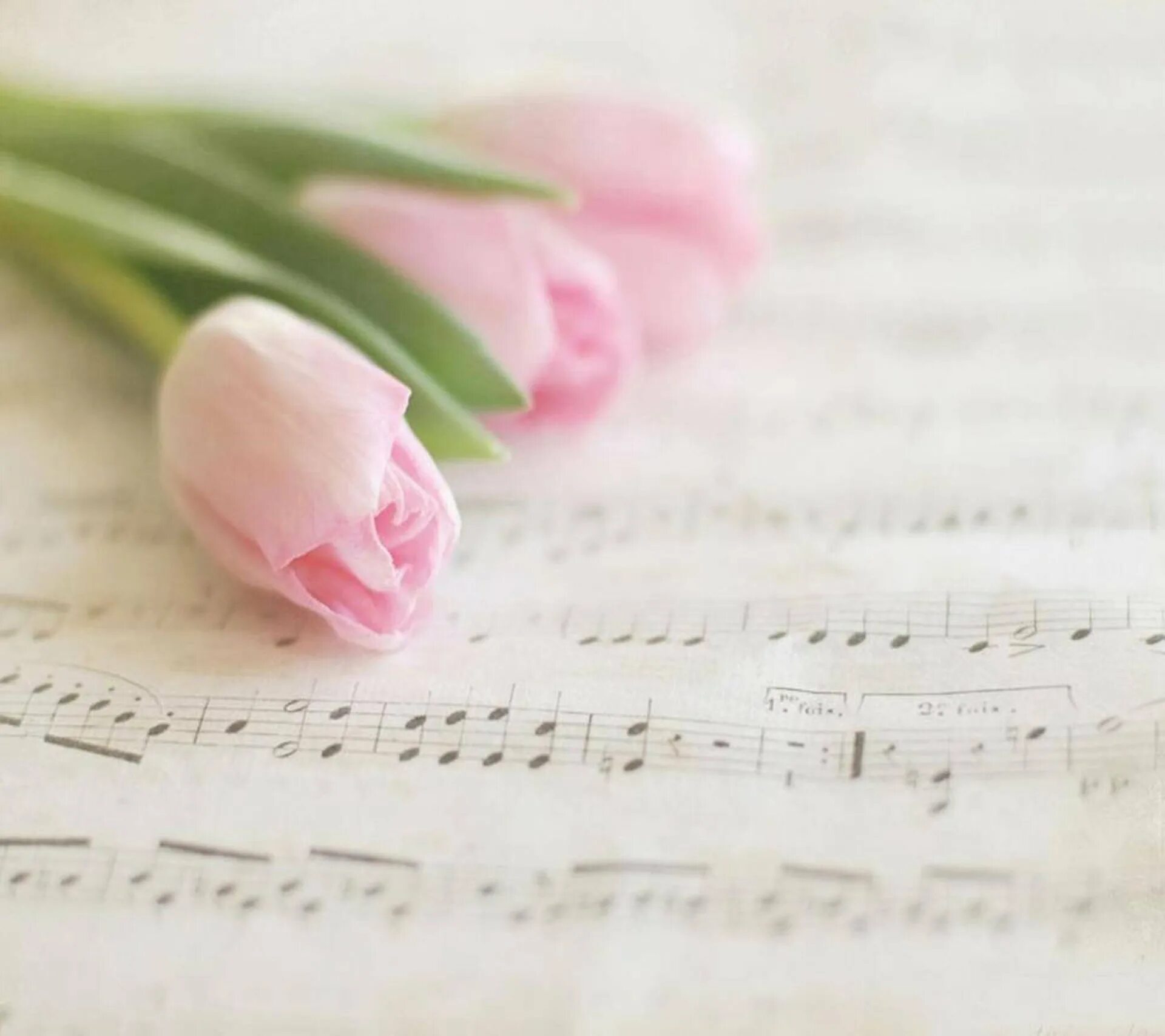Ноты и цветы. Музыкальный цветок. Тюльпаны и Ноты. Тюльпаны фон. Самая нежная мелодия