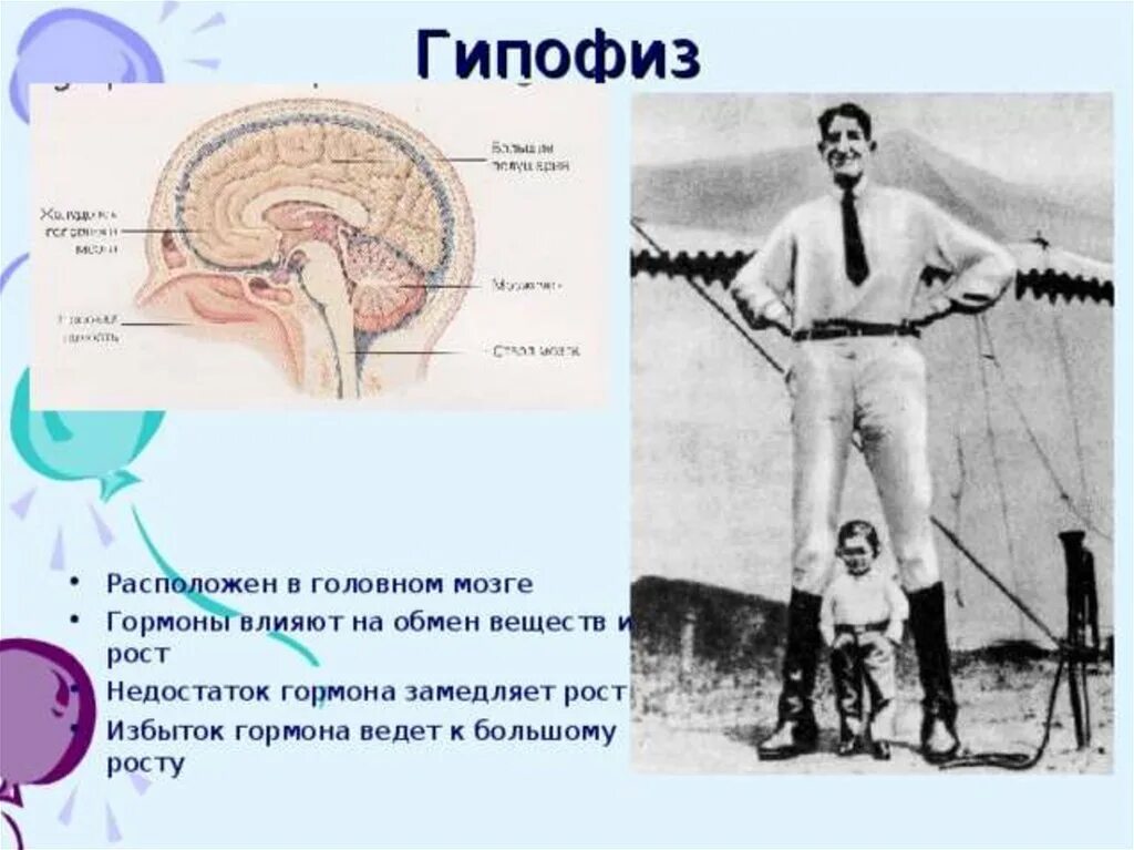 Гипофиз как улучшить его. Функции гормона роста гипофиза. Функции гипофиза человека. Гипофиз это железа. Избыток гормонов гипофиза.