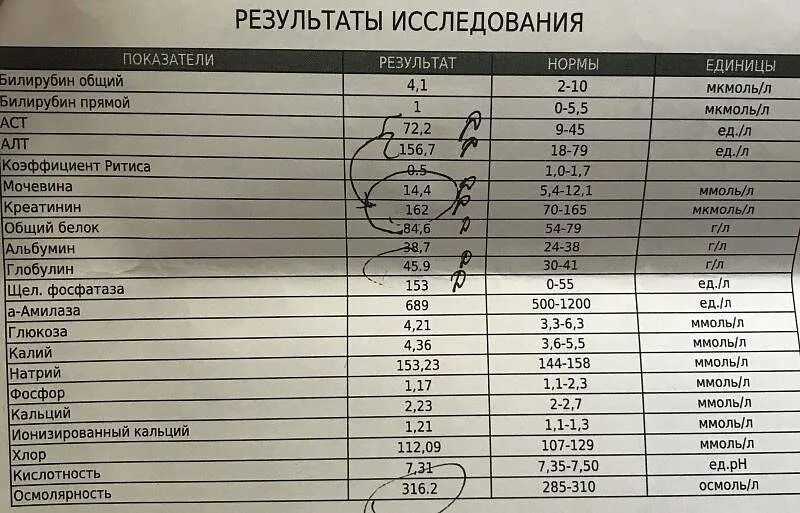 Повышенный билирубин у кошки. Анализ мочи у кота расшифровка норма. норма анализа мочи у кота. анализ мочи у кота расшифровка. анализ мочи кошки норма.