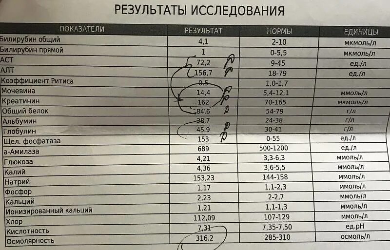 Моче у кошки повышены. Анализ мочи у кота расшифровка норма. Анализ мочи у кота расшифровка. Анализ мочи кошки норма. Норма анализа мочи у кота.