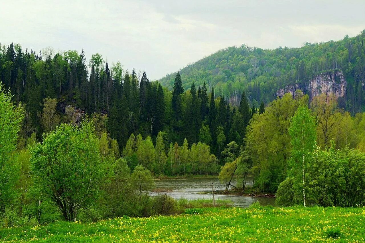 Баш нка. Природа белорецкого района башкирии. белорецкий район лес. белорецкий район башкортостан природа. башкирия леса белорецк.