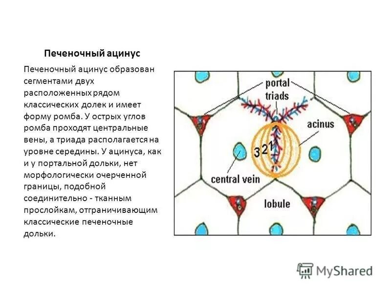 печёночный ацинус печени. зоны ацинуса. зоны ацинуса. портальная долька и ацинус печени гистология. ацинус печени строение.