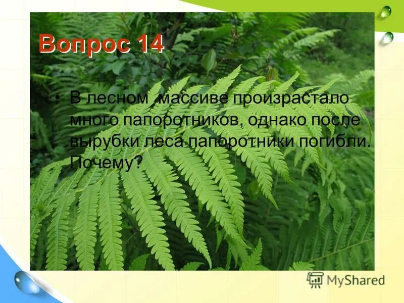 Многорядник брауна polystichum braunii. Папоротник произрастающий в тенистых зарослях. Папоротник произрастающий в тенистых зарослях. Хоста папоротник астильба. Папоротниковый мох.