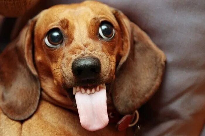 Сколько живут собаки таксы. Карликовая такса. Толстые собаки. Щенки таксы. Средняя жизнь таксы.