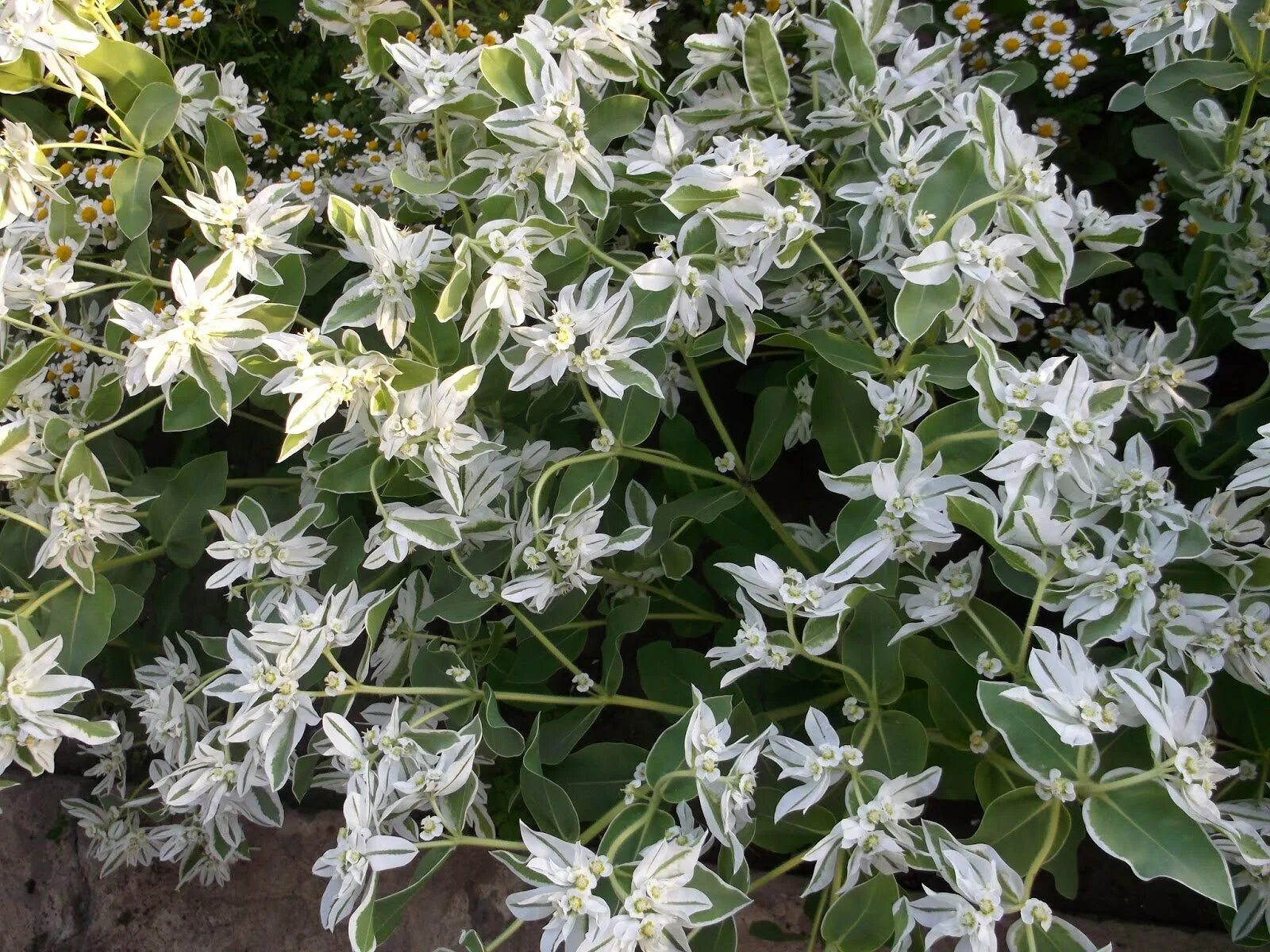 Растение невеста фото. Кампанула дублин вайт. Растение невеста фото. Кампанула campanula. Растение невеста фото.