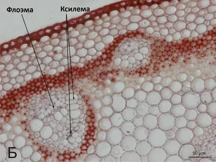 Паренхима ксилемы