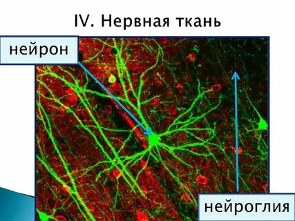 Нейроны и глиальные клетки