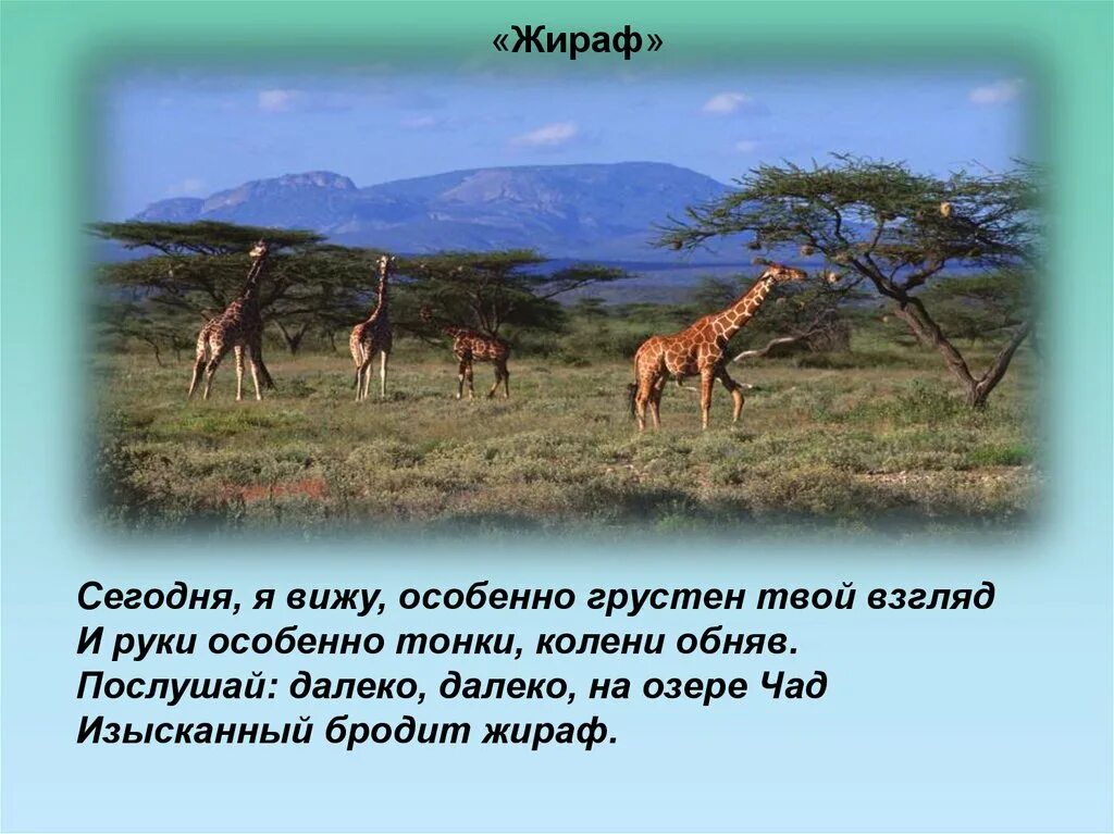 Жираф на озере Чад. Послушай далеко далеко на озере Чад изысканный бродит Жираф. Стихотворение про жирафа на озере Чад. Жираф на озере Чад Гумилев. Я вижу твоего жирафа