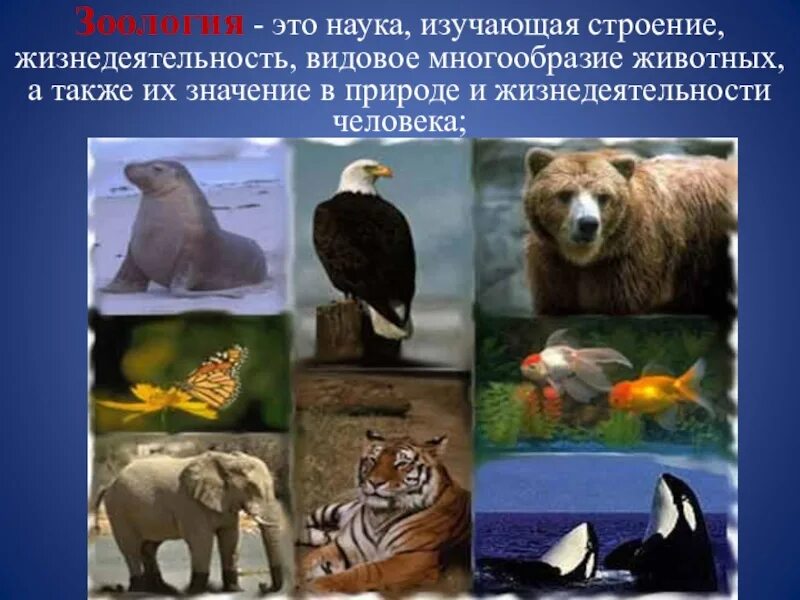 Наука изучающая разнообразие животных. Многообразие животных и человека. изучает видовое многообразие животных на определенной территории. видовое разнообразие животных по средам их жизнедеятельности. многообразие животных в уфе.