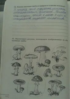 Грибы 5 класс рабочая тетрадь