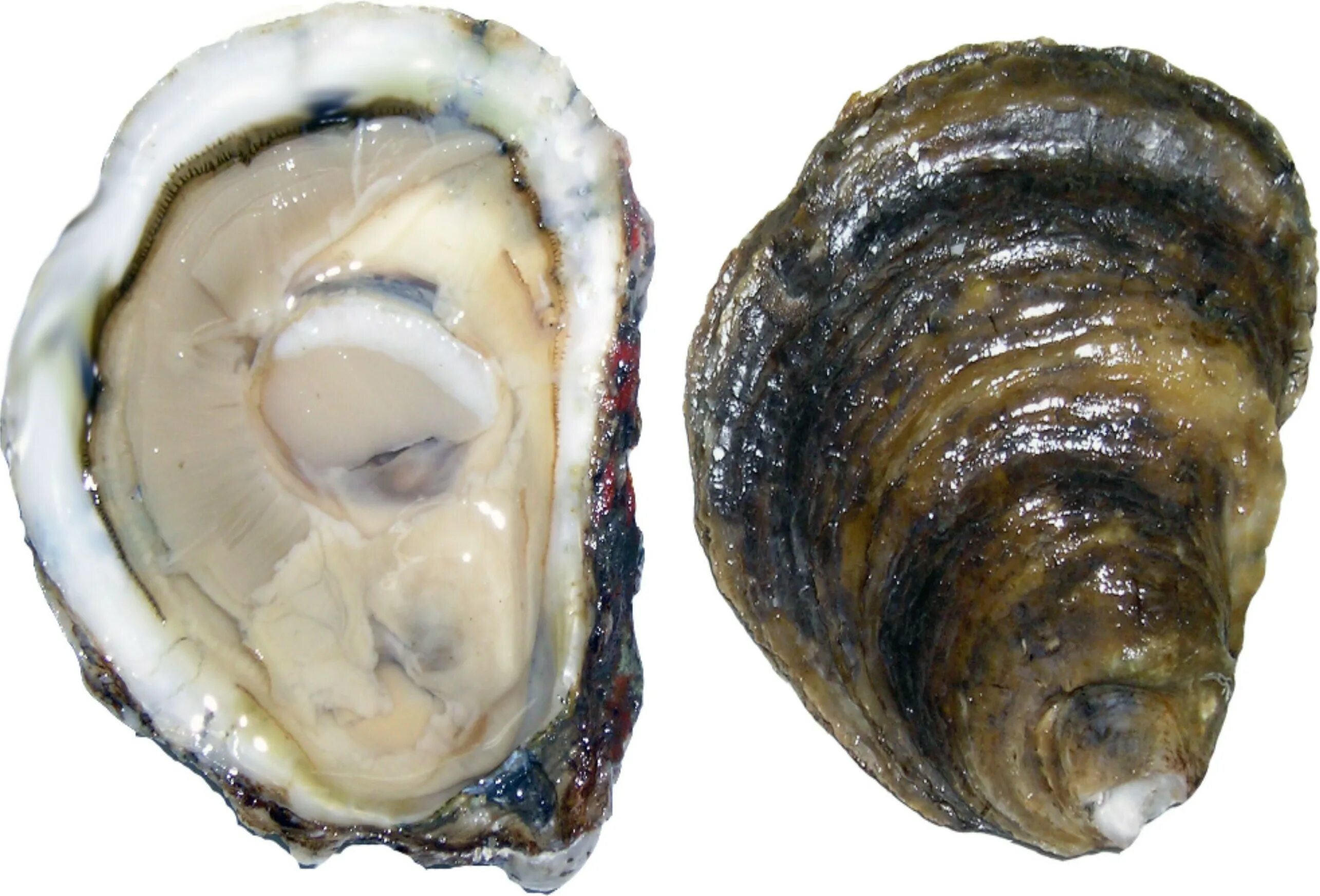 мальки устриц. Edulis устрица. устрица акасаки. устрица акасаки. устрица ромаринка.