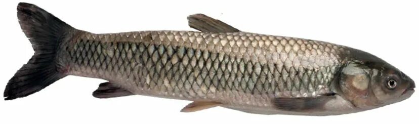 Речная рыба белый амур. Белый амур рыба. Белый амур рыба. Mylopharyngodon piceus. Голова белого амура.