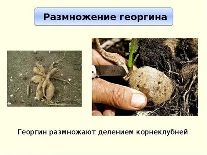 Георгины размножение
