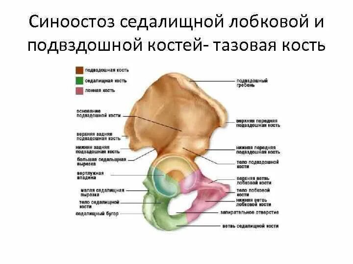 Седалищная кость анатомия строение. Кости таза анатомия подвздошная кость. Подвздошная седалищная и лобковая кости соединяются между собой. Подвздошная кость и седалищная кость соединены. Подвздошная кость седалищная