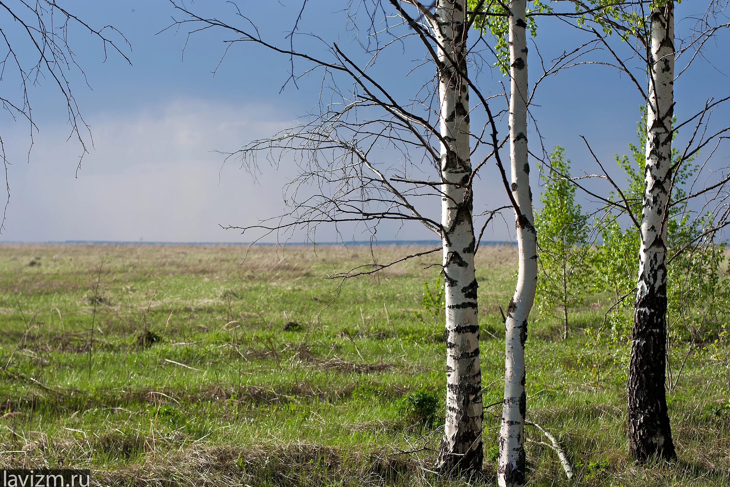 чета белеющих берёз картинки. чета берез. березовая роща томск. левитан дуб. чистое поле с березой.