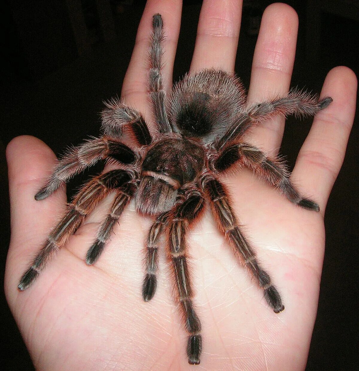 Тарантул это паук. Паук птицеед grammostola rosea. тарантул птицеед. чилийский розовый птицеед. паук мохнатый большой тарантул.