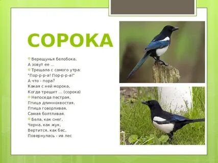 Почему сорока белобока