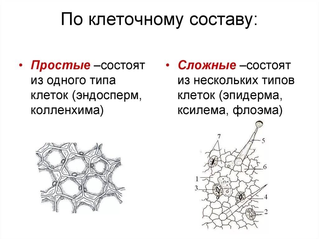 Клетка простейших состоит. Флоэма Ксилема колленхима. Эпидерма колленхима. Колленхима образована клетками. Колленхима черешка листа свеклы обыкновенной.