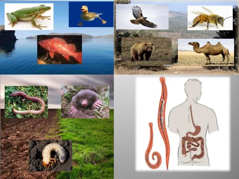 Среды обитания живых организмов. Обитатели разных сред. Животные в среде обитания. Среды жизни животных.