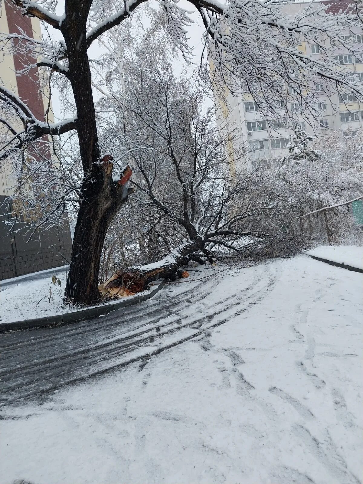 Ночью на мокрые деревья упал снег сравнение. Деревья в снегу в городе. Заснеженная ветка. Снег. Сугробы в городе.