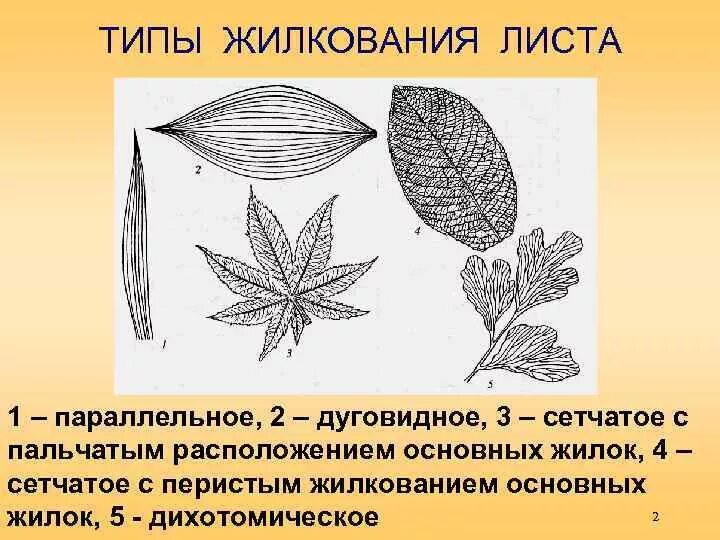 3 типы жилкования. Жилкование листа у лапчатки гусиной. Сетчатое жилкование листовой пластинки у. Тип жилкования листа дихотомическое. Пальчатое жилкование листа рисунок.