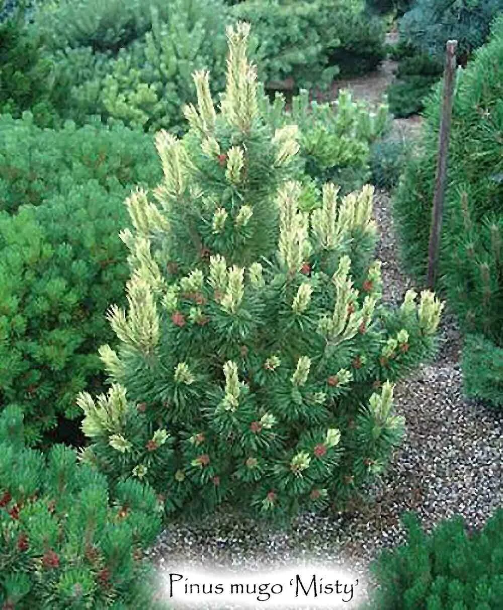 Moseri. Pinus mugo saturn. Pinus mugo rositech. Pinus mugo 'jalubí i'. Сосна горная pinus mugo 'schweizer tourist.