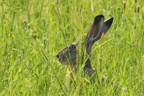 Длинноухий заяц спрятался под куст