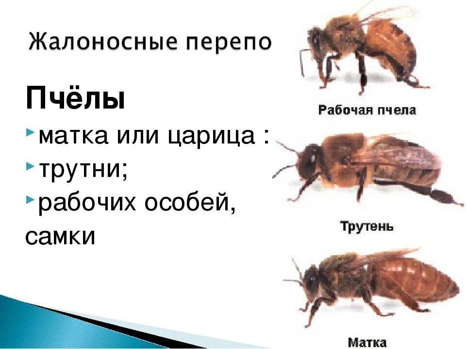 Как выглядит трутень. Пчела матка трутень. пчелы матка трутень рабочая пчела. трутни в пчелиной семье. трутень и матка.