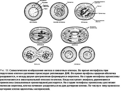 Деление клетки амитоз митоз