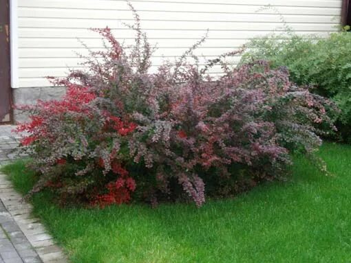 Барбарис фото кустарника в ландшафтном дизайне Berberys Thunberga 'Erecta' Berberis thunbergii jesień Ogród, Krzewy