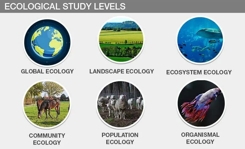 Types of ecology. Ecology study. What is ecology. Kind of ecology.