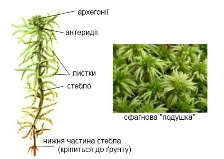 Есть ли корни у сфагнума