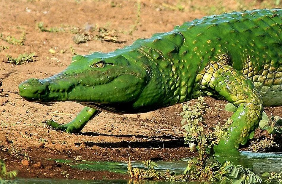 Какой крокодил зеленый. Гималайский крокодил. Зеленый крокодил Аллигатор. Симпатичный крокодил.