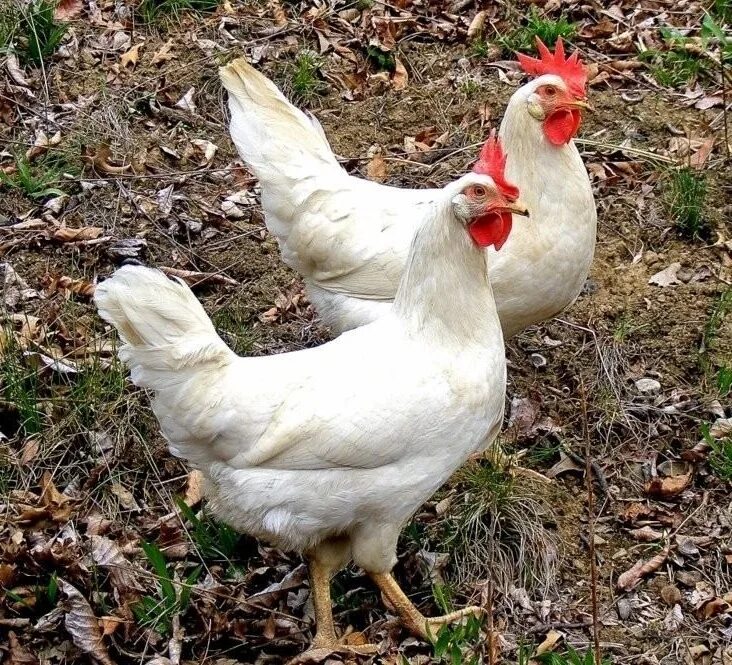 французские куры несушки. яйцо юрловских кур. тюрингская бородатая куры. куры воронежская область. куры воронежская область.