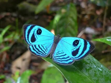 Papillon бабочка