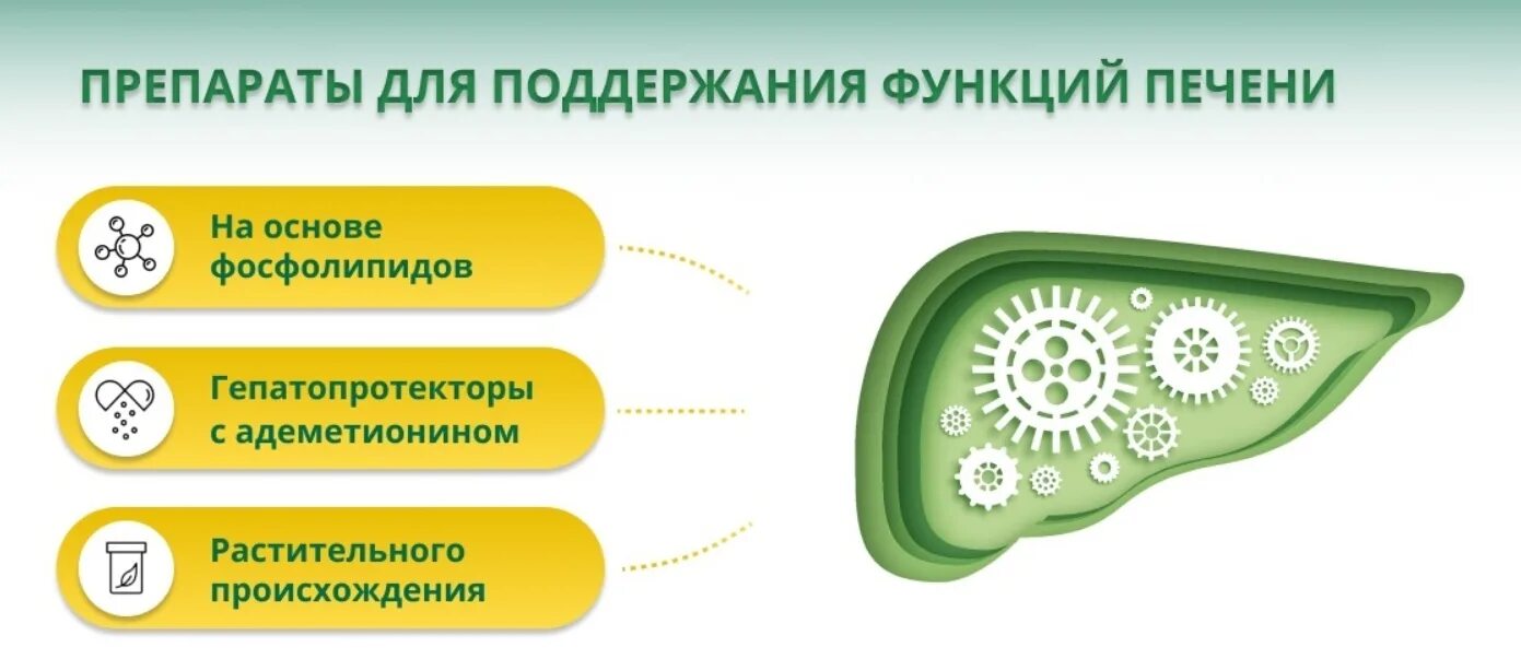 Гепатопротекторы растительного происхождения. Препараты для защиты печени при приеме антибиотиков. Гепатопротекторы для печени. Таблетки для поддержания печени. Печень после приема лекарств