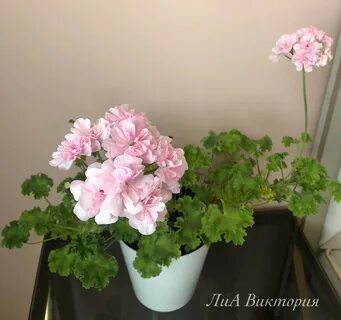 Марцелина пеларгония