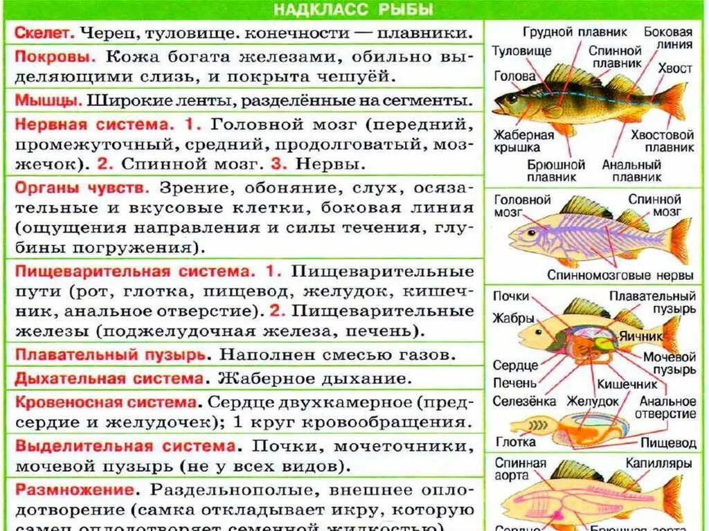 Чем отличаются классы рыб. Надкласс рыбы. Общая характеристика надкласса рыбы. Надкласс рыбы плавники. Надкласс рыбы презентация.