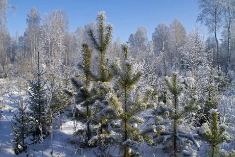Картинки сосен и елей