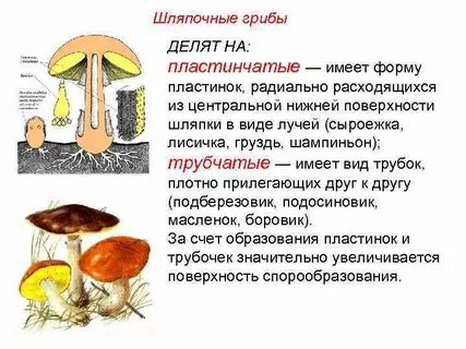 Сообщение о шляпочных грибах 7 класс