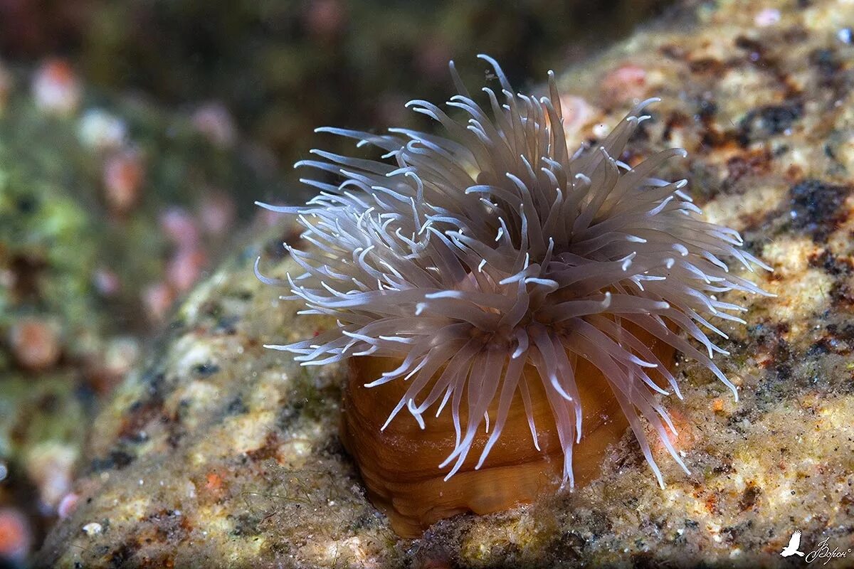 FEL2005 :: Tours and Sightseeing Photos Sea anemone, Sea creatures art, Cnidaria