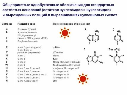 Аминокислотный остаток это нуклеотид