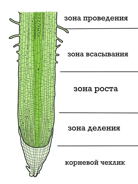 Последовательность расположения зон корня снизу вверх Картинки ВНУТРЕННЯЯ ЗОНА КОРНЯ
